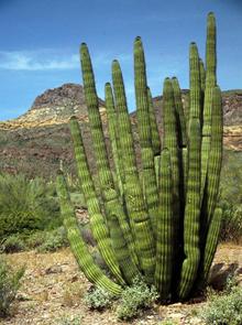 Organ Pipe Cactus