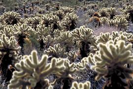 Teddybear cholla