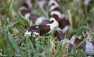 Photo of a snake