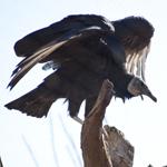 Black Vulture