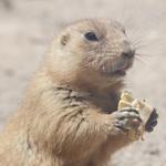 Black-tailed Prairie Dog